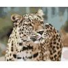 Vymalujsisam.sk Maľovanie podľa čísiel - Leopard v prírode Veľkosť: 40x50cm, Rám: Bez rámu, iba zrolované plátno