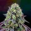 Perfect Tree - Rainbow Triangle 6 ks - Semená neobsahujú THC