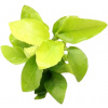 Dennerle Plants Anubias nana Gold - 1 ks