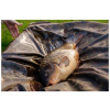 Podložka Nash Carp Care Deluxe Beanie Mat XL