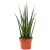 Sansevieria cylindrica Fernwood Mikado 12x40 cm