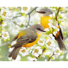 Diamantový obraz Vtáky na strome