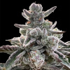 Silent Seeds Semená kanabisu Polar Gelato od Sherbinskis Feminized 3 pcs