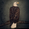 Clutch - Book Of Bad Decision / Vinyl / 2LP [2 LP]