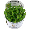 Tropica Rotala indica 'Bonsai' CUP - 1 ks