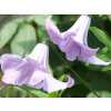 Plamienok 'Fairy Bells'