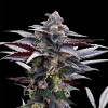 Silent Seeds Cannabis Seeds Pink Sunset od Sherbinskis Feminized 3 pcs