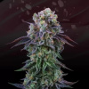 Perfect Tree - Coconut Cream 6 ks - Semená neobsahujú THC