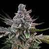 Silent Seeds Exotické semienka kanabisu Acai Jelly od Sherbinskis Feminized 3 pcs