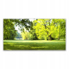 Foto -camera akryl 140x70 Grass Tree Park Nature (Foto -camera akryl 140x70 Grass Tree Park Nature)
