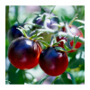 Paradajka Artisan Purple Bumble Bee - Solanum lycopersicum - Semená rajčiaka - 5 ks