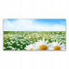 Foto -camera akryl 140x70 Daisy Flowers Meadow Field (Foto -camera akryl 140x70 Daisy Flowers Meadow Field)