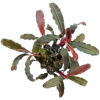 Dennerle Plants Bucephalandra sp. - Red Scorpio - 1 ks