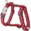 Red Dingo postroj Stars