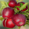Jablone Gloster, sadenica s holým koreňom, 110-130 cm (GLOSTER jabloň šťavnatá VEĽKÉ ovocie SUPER OPELOVAČ / semiačka / sadenice)