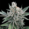 Silent Seeds Cannabis Seeds Polar Gelato Auto od Sherbinskis 3 pcs