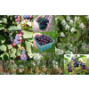 Muchovník jelšolistý (Amelanchier alnifolia L.) / rastlina v kvetináči