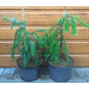 Smrek brewerov (Picea breweriana) veľkosť 50-65cm