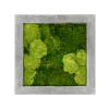Moss painting grey 30% bobky, 70% plosky Machovy obraz beton 50x50x5 cm