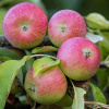 Jabloň Rubinstar, zimná, kont. Malus domestica 'Rubinstar'