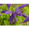 Plamienok 'Pamela Jackman'