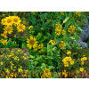 Arnika americká - (Arnica chamissonis L. )