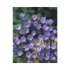 Zvonček broskyňolistý FloraSelf Campanula persicifolia 10-40 cm kvetináč 3 l
