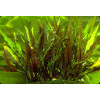 in Vitro Cryptocoryne undulata XXL-10cm kelímok