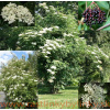 Baza čierna – (Sambucus nigra L.)