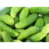 Uhorka Cucumber Krakov 500g odolné voči splnomocnené semená (Uhorka Cucumber Krakov 500g odolné voči splnomocnené semená)