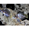 Aquascaperi Pestrenec Sumbu - Altolamprologus / sp. sumbu