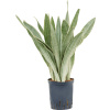 Sansevieria metallica 22/19 v.70 cm