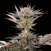 Silent Seeds Exotické semená kanabisu Lemon Tree 2.0 od Lemon Tree Feminized 10 ks