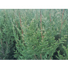 Thuja occidentalis ‘Aureospicata’ zerav západní Květináč C3 výšky 60-80cm