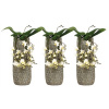 Phalaenopsis multi Kolibri Victoria Falls kvetináč 13x32 cm