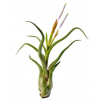 TILLANDSIA CAPUT MEDUSAE, tilandsia, S~8-10 cm