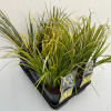 Acorus gramineus mix tray R17cm V40cm