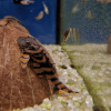 NEZOBRAZOVAT