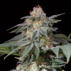 Silent Seeds Semená kanabisu Lemon Tree Fast By Lemon Tree Feminized 5 ks