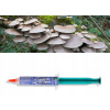 HLIVA USTRICOVÁ - Tekuté mycélium 12 ML - Lucky Forest