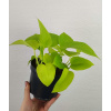 Epipremnum Golden Pothos 20 cm (Epipremnum Golden Pothos 20 cm)