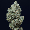 Silent Seeds Semená kanabisu Critical + 2.0 Auto Feminized 3 pcs