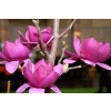 Magnolia Cleopatra 80-110cm