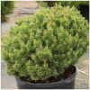 Borovica horská Mops 40/60cm Pinus mugo mops