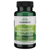 Swanson Full Spectrum Andrographis Paniculata 400 mg 60 kapslí