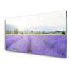 Sklenený obklad Do kuchyne Pole levanduľa príroda lúka 100x50 cm