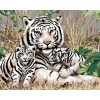 Maľovanie podľa čísel – Biely tiger a mláďatá v tráve (Howard Robinson), 40 × 50 cm, napnuté plátno na rám 8596530059813