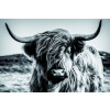 Obraz na plátne Škótska krava 90x60 cm, čiernobiela
