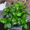 Anubias barteri var. nana 'Petite'/košík/