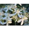 Clematis sadenica v balote